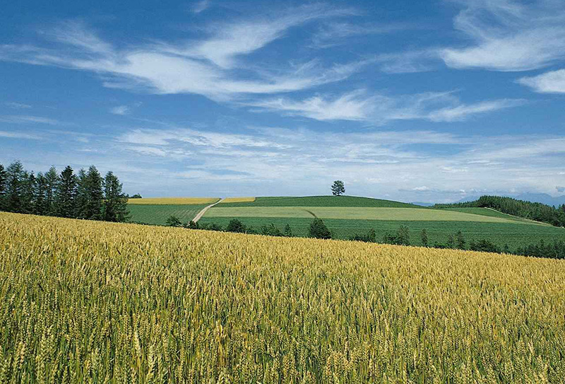 champ-de-mais,-prairie,-paysage,-arbres-coniferes-125049